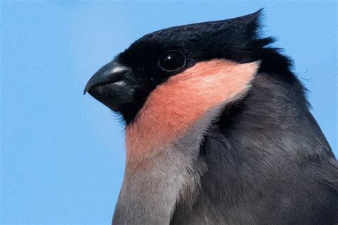 鳥種類|鳥類図鑑｜身近な鳥の生態・特徴・分布｜目に 